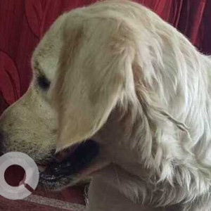 Found: White Female Golden Retriever Dog from Devarachikkanahalli, Bangalore