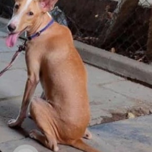 Missing: Brown Male Indie Dog from Devi kuppam, valasaravakkam kari kadai