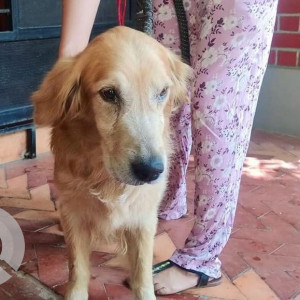 Found: Brown Not Available Golden Retriever Dog from 16th Main, A.G's Layout near Chikkalasandra
