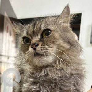 Missing: White and Grey Male Persian Cat from Dombivali west