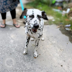 Missing: Black and White Male Dalmatian Dog from Koramangala