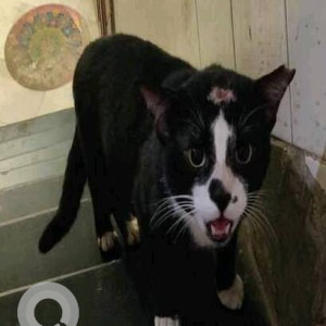 Found: Black Male short-haired cat Cat from Mitha Tower Sec. 17. Vashi