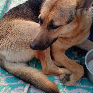 Missing: Black Female German shepherd Dog from Mawai (Faizabad Road), Lucknow