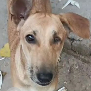 Missing: White-Brown Mix Female Indie Dog from Savitri Nagar near Reliance store, Delhi