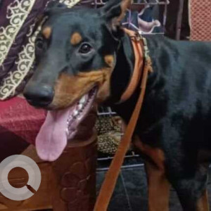Found: Black and Brown Female Dobermann Dog from Banaswadi Police Station