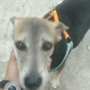Missing: Black and Brown Male Indie Dog from Dahisar west