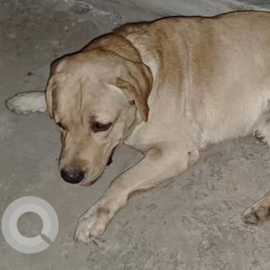 Found: Golden Male Labrador Dog from Kharar Landra, Anaj Mandi Road, Mohali, Punjab