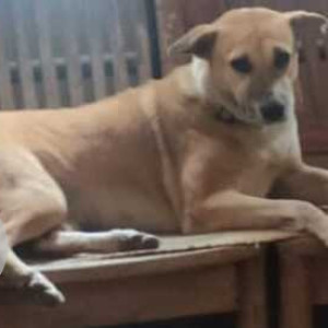 Missing: White-Brown Mix Female Indie Dog from 36th  main 4th cross, Kas officers colony, BTM 2nd stage