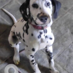 Missing: Black and White Female Dalmatian Dog from Patamata, Vijayawada, Andhra Pradesh