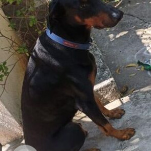 Found: Black and Brown Male Dobermann Dog from Neelankarai Kazura garden