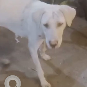 Found: White Female Indie Dog from Vijay Nagar old gupta colony chowk