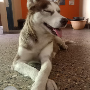 Missing: Light Brown Female Husky Dog from laggere Police Chowki