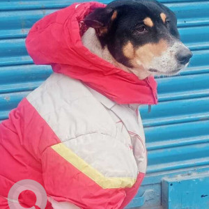 Missing: Black and Brown Male Indie Dog from Raja garden West Delhi