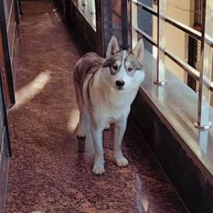 Missing: Grey-White Mix Male Husky Dog from Najafgarh Naya bazar near BVM public school