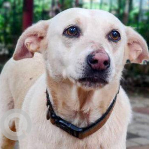 Missing: White Female Indie Dog from Shivaji Park,Dadar
