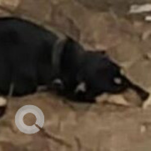 Missing: Black and Brown Female Indie Dog from Immadihalli, Whitefield, Bangalore