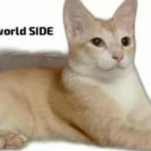 Missing: White-Brown Mix Female Indie Cat from MGM Dizeeworld side parallel world