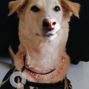 Missing: Golden Female Indie Dog from Amrapali dream valley greater, Noida West