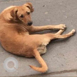 Missing: Brown Female Indie Dog from G-block, Mansarovar Garden, New Delhi