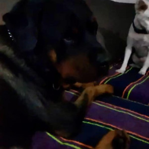 Missing: Black and Brown Male Rottweiler Dog from K block area, Jahangir Puri, Delhi 33