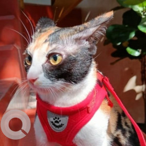 Missing: White-Brown Mix Female Calico Cat from Durgam Cheruvu Park near Cafe last house coffee