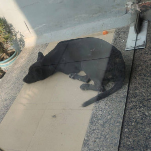 Missing: Black Male Indie Dog from KL Mehta women college NIT 5