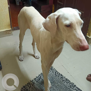 Found: White Female Indie Dog from ECR near palavakkam
