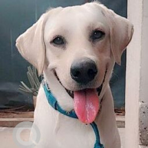 Missing: White Male Labrador Dog from Gunduvancherry, Chennai
