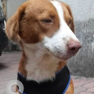 Missing: White-Brown Mix Male Indie Dog from Orlem, Malad West