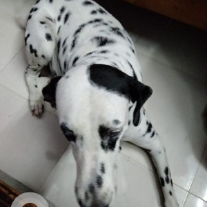 Missing: Black and White Female Dalmatian Dog from Palliappan Street,  Sowcarpet