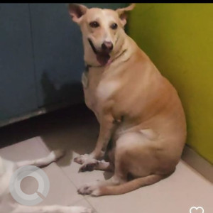 Missing: Brown Female Indie Dog from Shanti Garden Miraroad