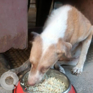 Found: White-Brown Mix Female Indie Dog from Global city, virar west, G avenue