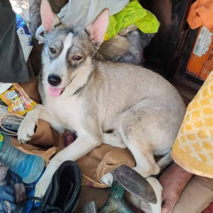 Found: Black and White Female Husky Dog from Powai