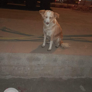 Missing: Brown Male Indie Dog from Poonam Sagar Complex, Mira Road East