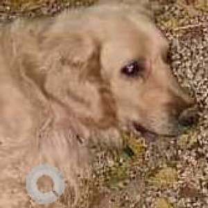 Found: Brown Not Available Golden Retriever Dog from Bedarahalli, Magadi Road