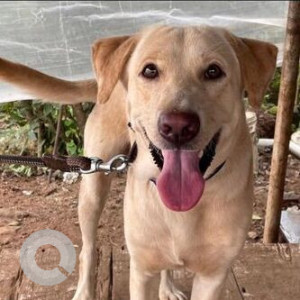 Found: White Male Labrador Dog from Malad west