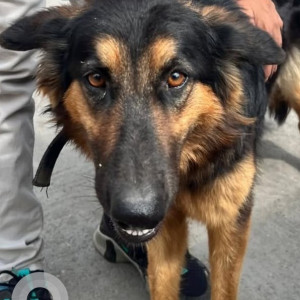 Found: Black and Brown Male German Shepherd Dog from Khajaguda