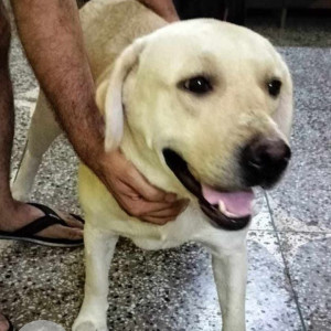 Found: Golden Female Labrador Dog from Sharma colony budh vihar phase 2, Delhi