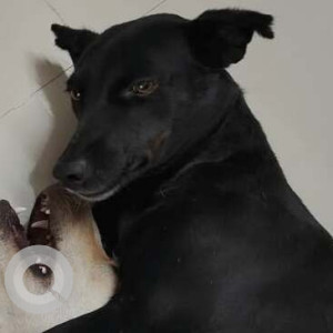 Missing: Black Female Indie Dog from Magnolia Phase 2 Apartment, Nagondanahalli, Whitefield