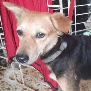 Found: Black and Brown Male Indie Dog from Veera Desai, Andheri West