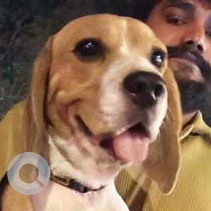 Found: White-Brown Mix Female Beagle Dog from Malad West Orlem, Mumbai