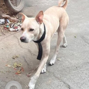 Found: White Male Indie Dog from BF Block, Janakpuri