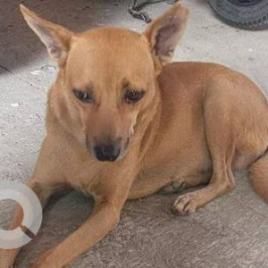 Missing: Brown Male Indie Dog from Colaba Fire Brigade