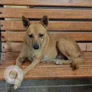 Missing: Brown Male Indie Dog from Colaba Fire Brigade