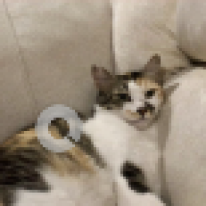 Missing: White Female Indie Cat from D silva Road , Myalpore