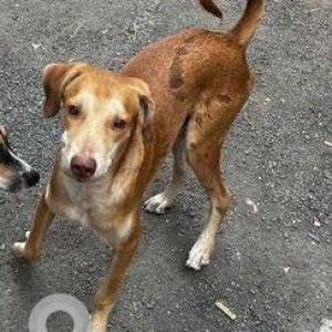 Found: Brown Male Indie Dog from Tarun Bharat colony, Chakala, Andheri east