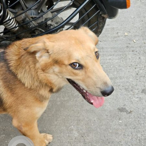 Missing: Black and Brown Male Indie Dog from Veera Desai road Andheri west
