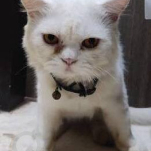 Found: White Male Persian Cat from Nanavati Hospital, Vile Parle opposite Grasshopper Restaurant