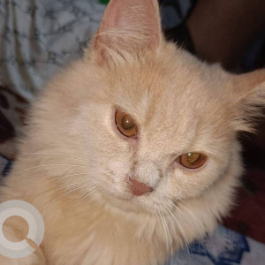 Missing: White-Brown Mix Male Indie Cat from Sahar Gaon ,  Road no-1 Shanti Nagar, Andheri East, Mumbai