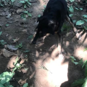 Found: Black and Brown Male Indie Dog from Asian games village